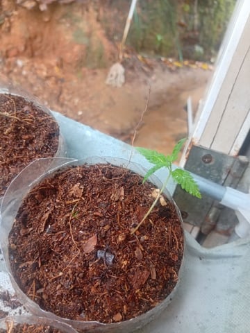 My First Grow — seedling_rooting, day 16