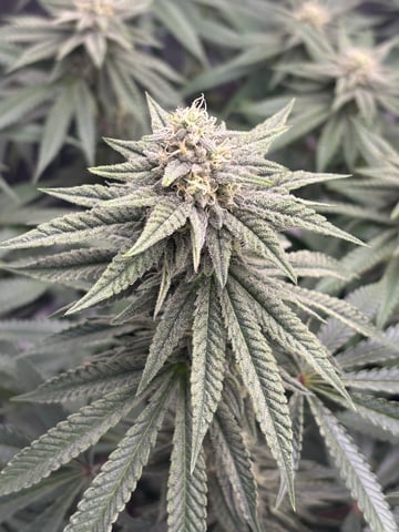 Gorilla Runtz — flower, day 72