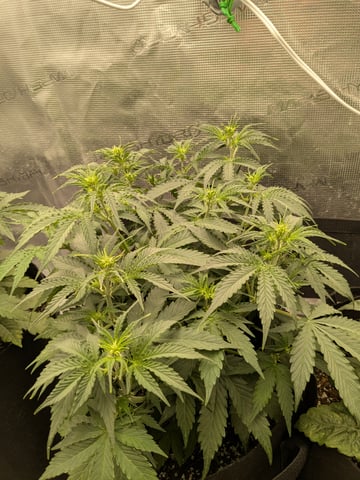 first grow — flower, day 25