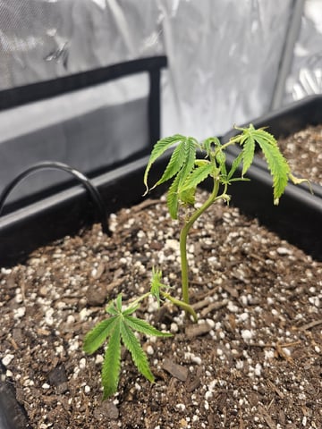 First Grow — vegetative, day 7