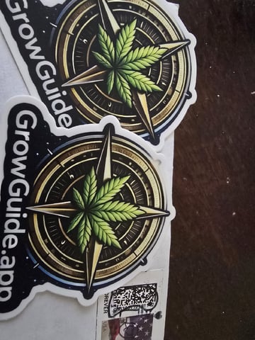 Glookies by Barneys Farm — seedling_rooting, day 1