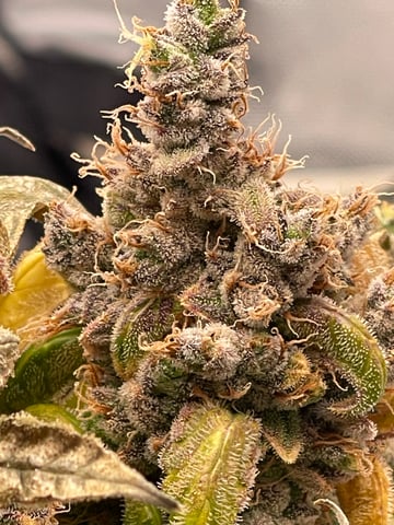 Phx_Freedom — flower, day 63