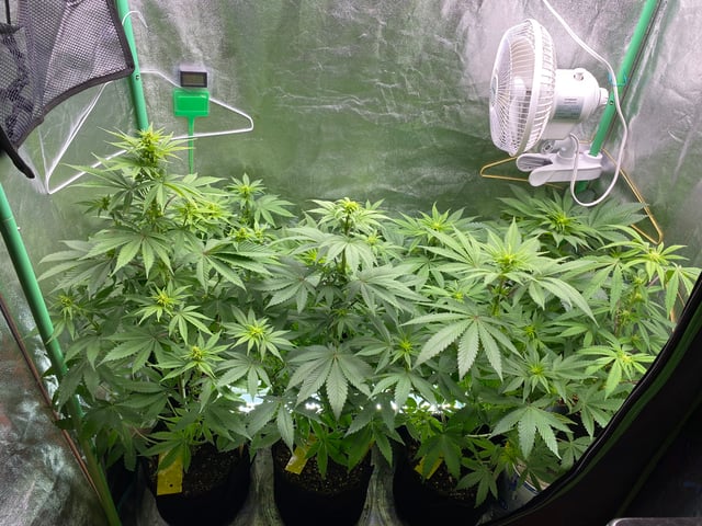 The White X Run Away Bride #3 — flower, day 58