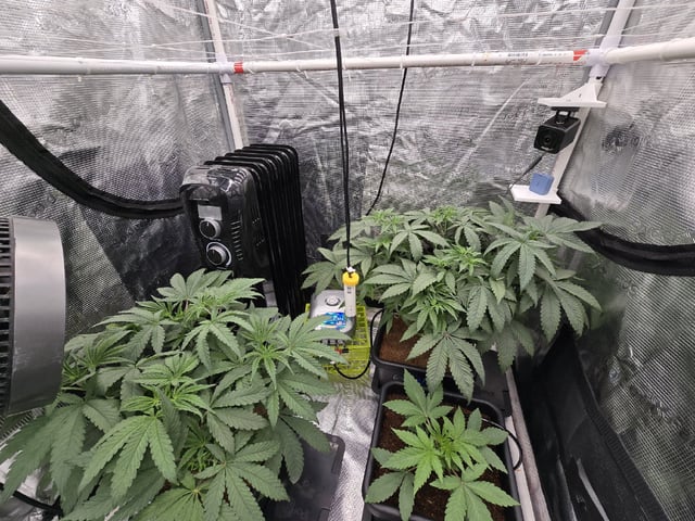 Grow 5.o — vegetative, day 33