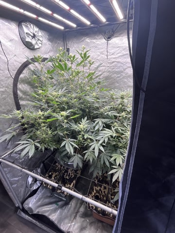 The Bling  — flower, day 100