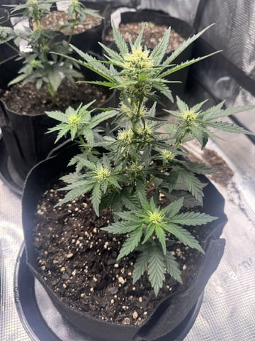 SSH and BD — flower, day 40