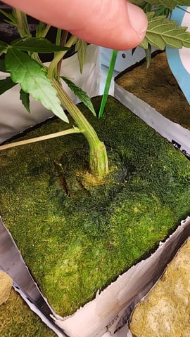 veg tent adventures! — vegetative, day 7