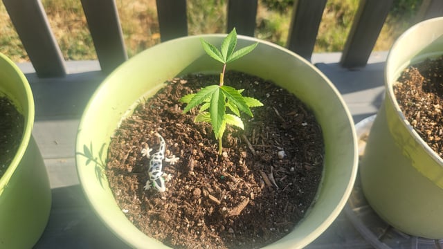 Poison Rainbows — vegetative, day 47