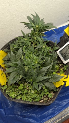 mephisto winter 2026 — flower, day 41