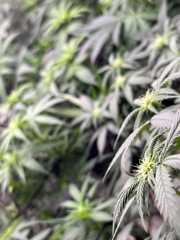 Fruity Pebbles  — flower, day 41