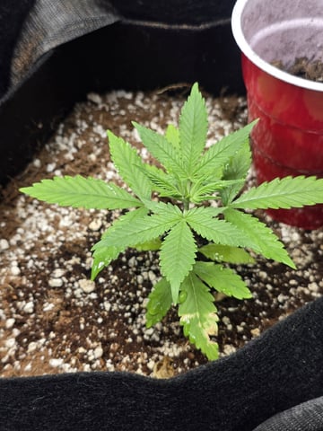 Indoor — seedling_rooting, day 38