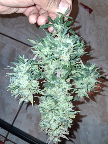 Lemon Cherry Cookies, Purple Haze and Strawberry Gorilla Grows — harvest, day 44