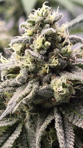  1 Blue Zushi x Venom & 1 Jack Here x Strawberry Cookies OG — flower, day 92