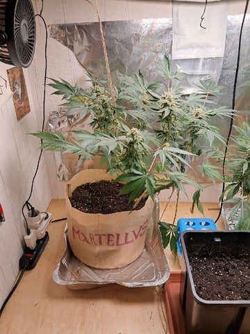 CARLO MARTELLO — flower, day 73