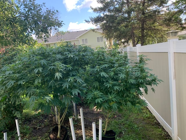 Outdoor  — flower, day 19