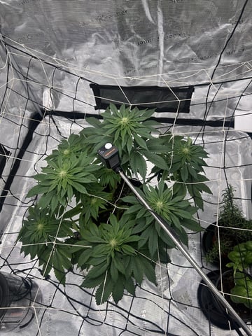 2025-26 harvest INDOOR — flower, day 107