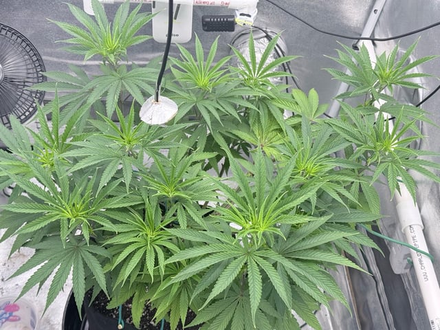 Blue Dream Grow — flower, day 37