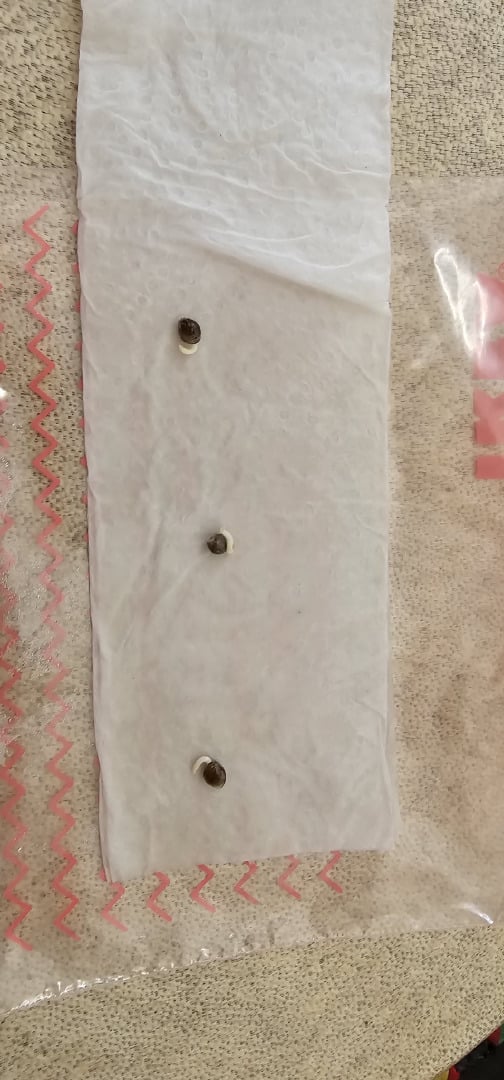 Purple Haze Autoflower