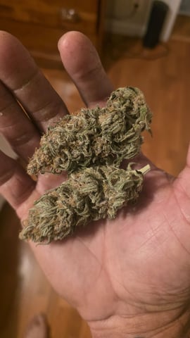 Original 1990 genetics 