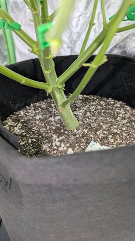 Strawberry Cheesecake Seedsman Seeds Autoflowers x2 — flower, day 41