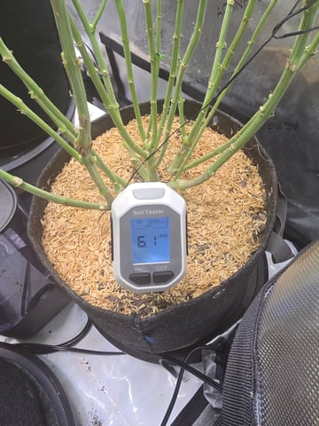 Purple Haze  — flower, day 86