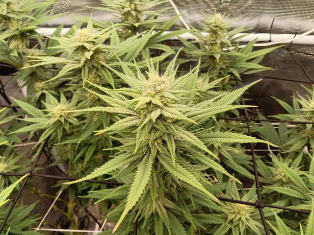 Starfighter/Ohio Guptilla Hybrid — flower, day 11