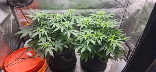 FastBuds Trainwreck Auto — flower, day 45