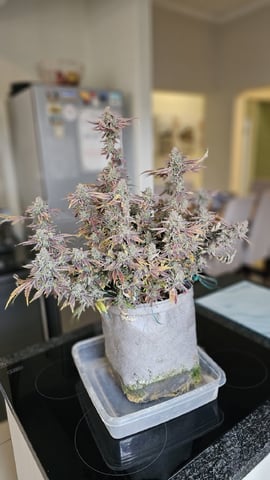 Jelousy Fast(Photo) & Ultra Voilet (Auto) — harvest, day 76