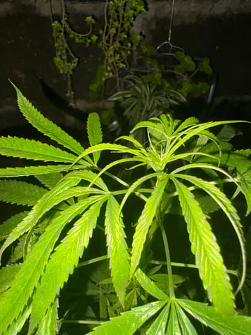 303 002 — grow_setup, day 55