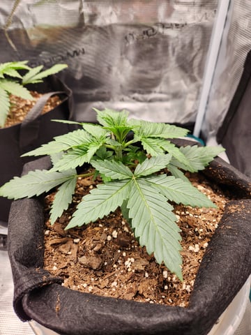 second grow — vegetative, day 15
