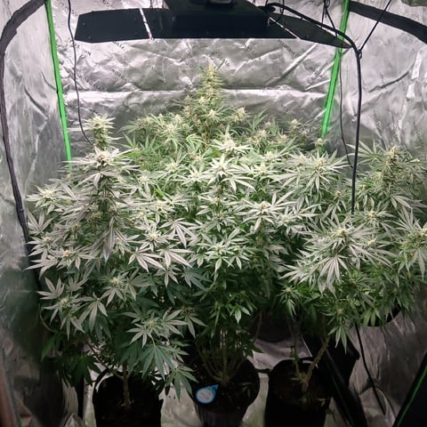 run #3 — flower, day 75