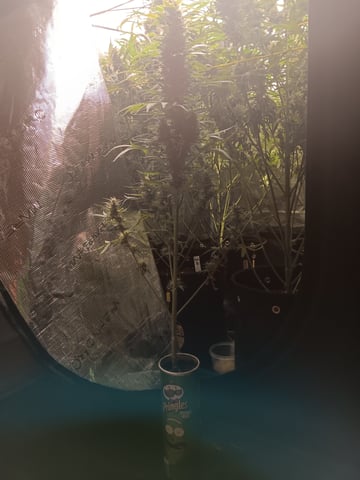 Pickle Rick — flower, day 58