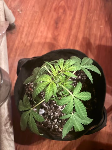 Northern Lights & Quick One  — vegetative, day 11