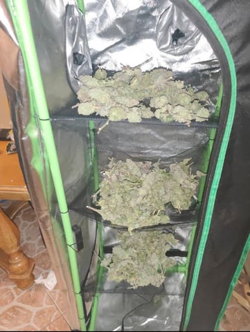 b45 and White widow  — done, day 19