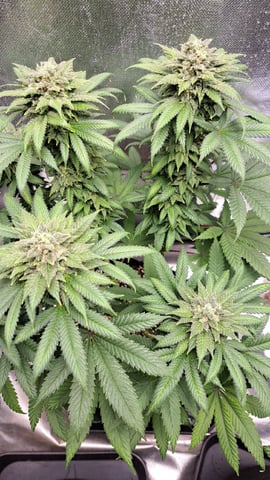 MjxMR-01-A — flower, day 2
