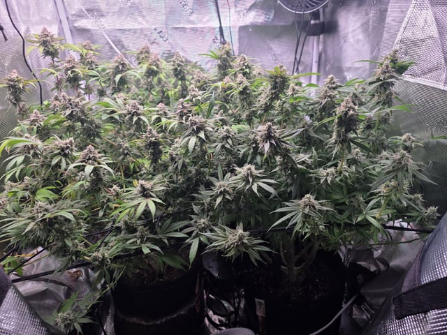 Blue Dream Feminized 