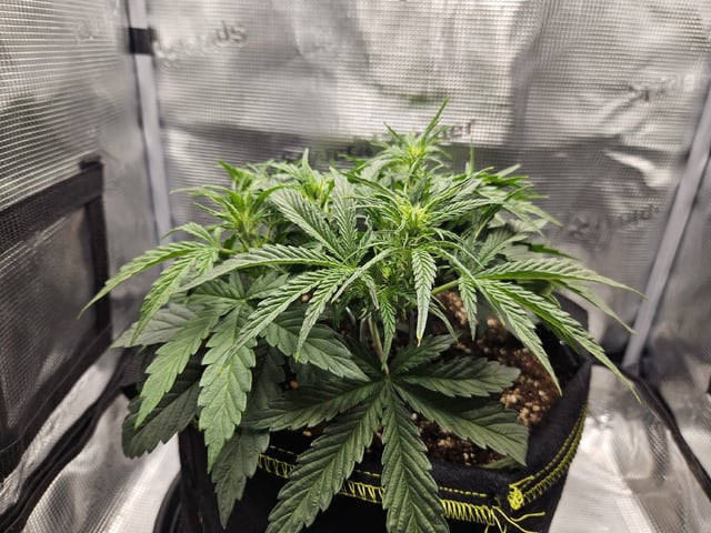 A chill grow in the small tent — vegetative, day 30