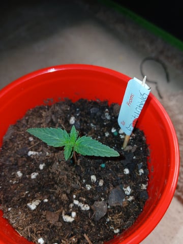 fruity pebbles, cap junky — seedling_rooting, day 19