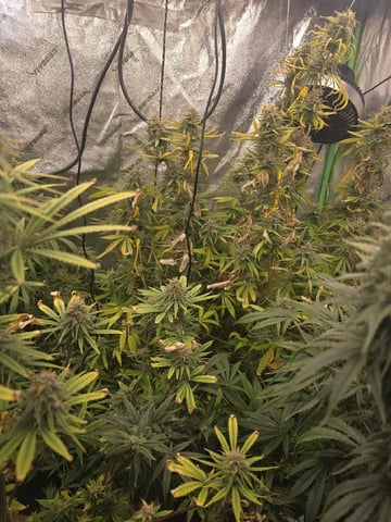 Growing — flower, day 127