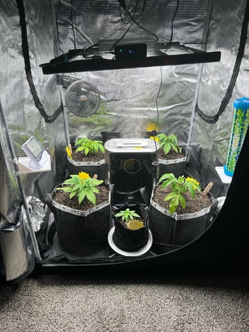 First Grow.. How am I doing? — vegetative, day 28