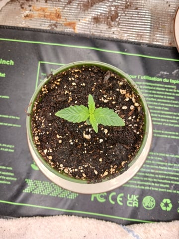 4th grow  — seedling_rooting, day 137