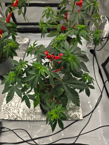 Homegrown - 🍒 🥧 & GSC Auto, 🚀 Seeds 🍌 Buttercups  — flower, day 41