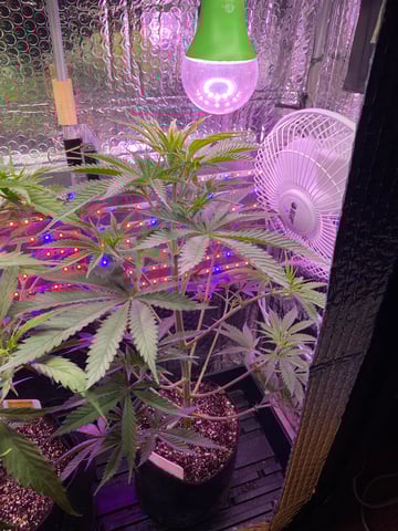 widows’ mimosa f1 — flower, day 48