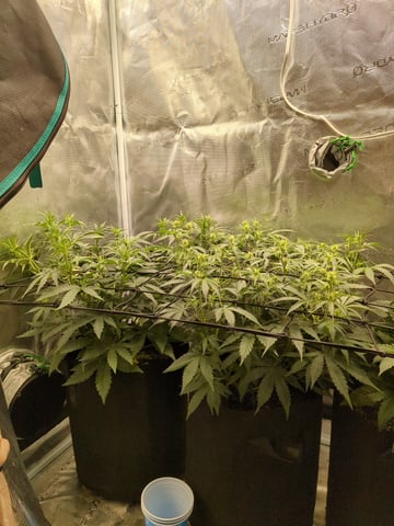 first grow — flower, day 30