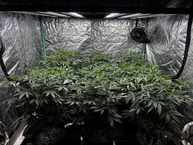 Pink Passion Fruit — flower, day 59