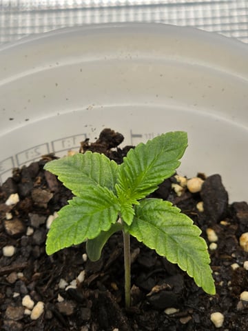 Northern lights #10 (Alaska) — seedling_rooting, day 6