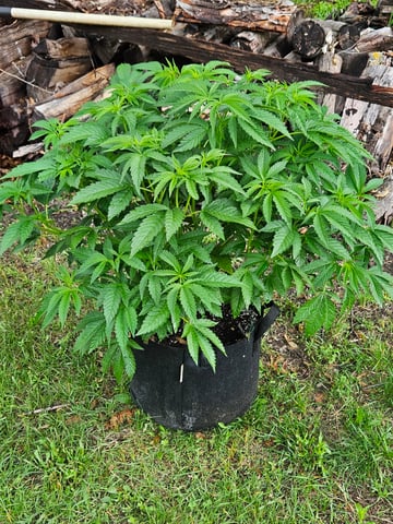 Outdoor 2025 — vegetative, day 1