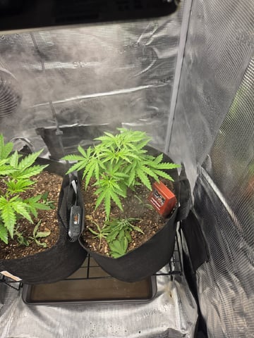 My first batch of medication