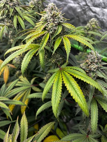 Pink Passion Fruit — flower, day 95