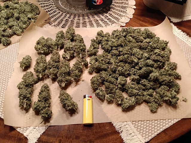 Starfighter/Ohio Guptilla Hybrid — harvest, day 59